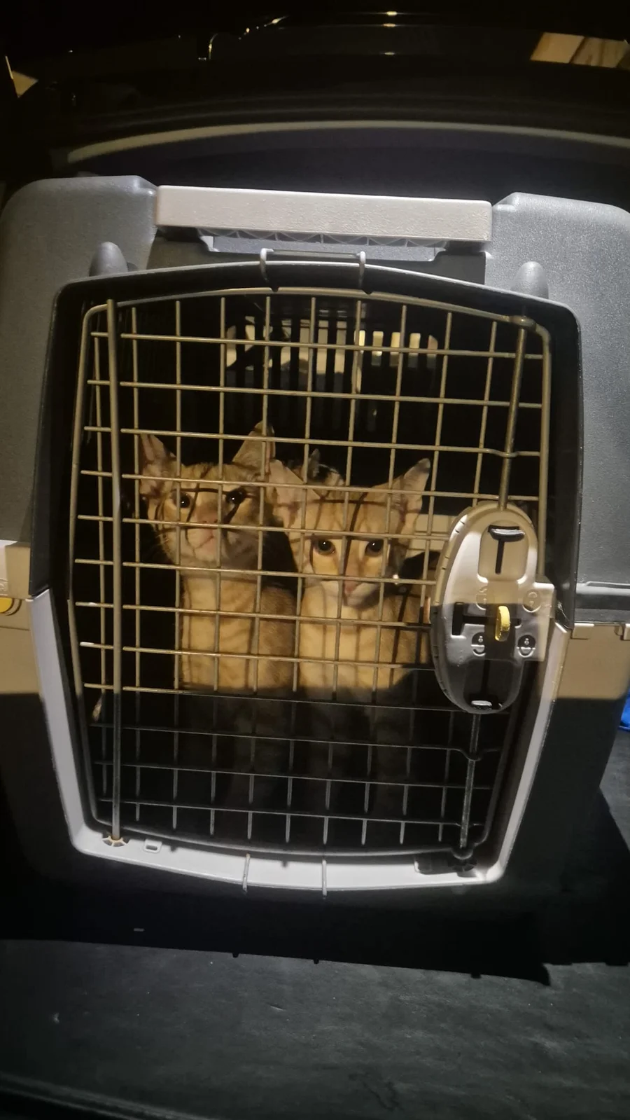 Dois gatos dentro de uma caixa transportadora na bagageira de um automóvel