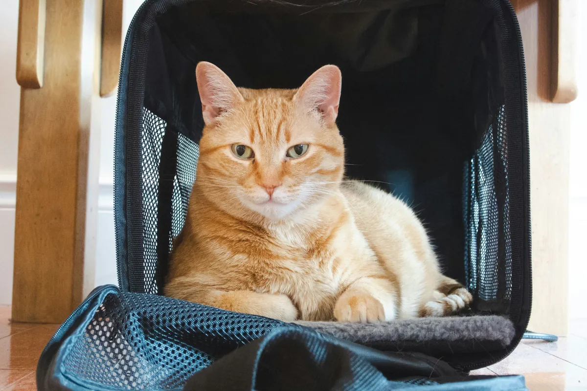 Gato ruivo calmo, deitado na sua transportadora aberta, pronto para a viagem